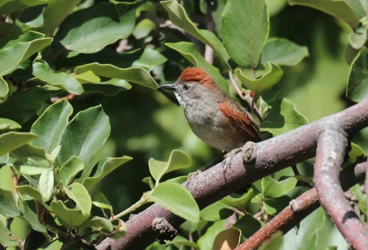 Sooty-fronted Spinetail - Martín  Perez