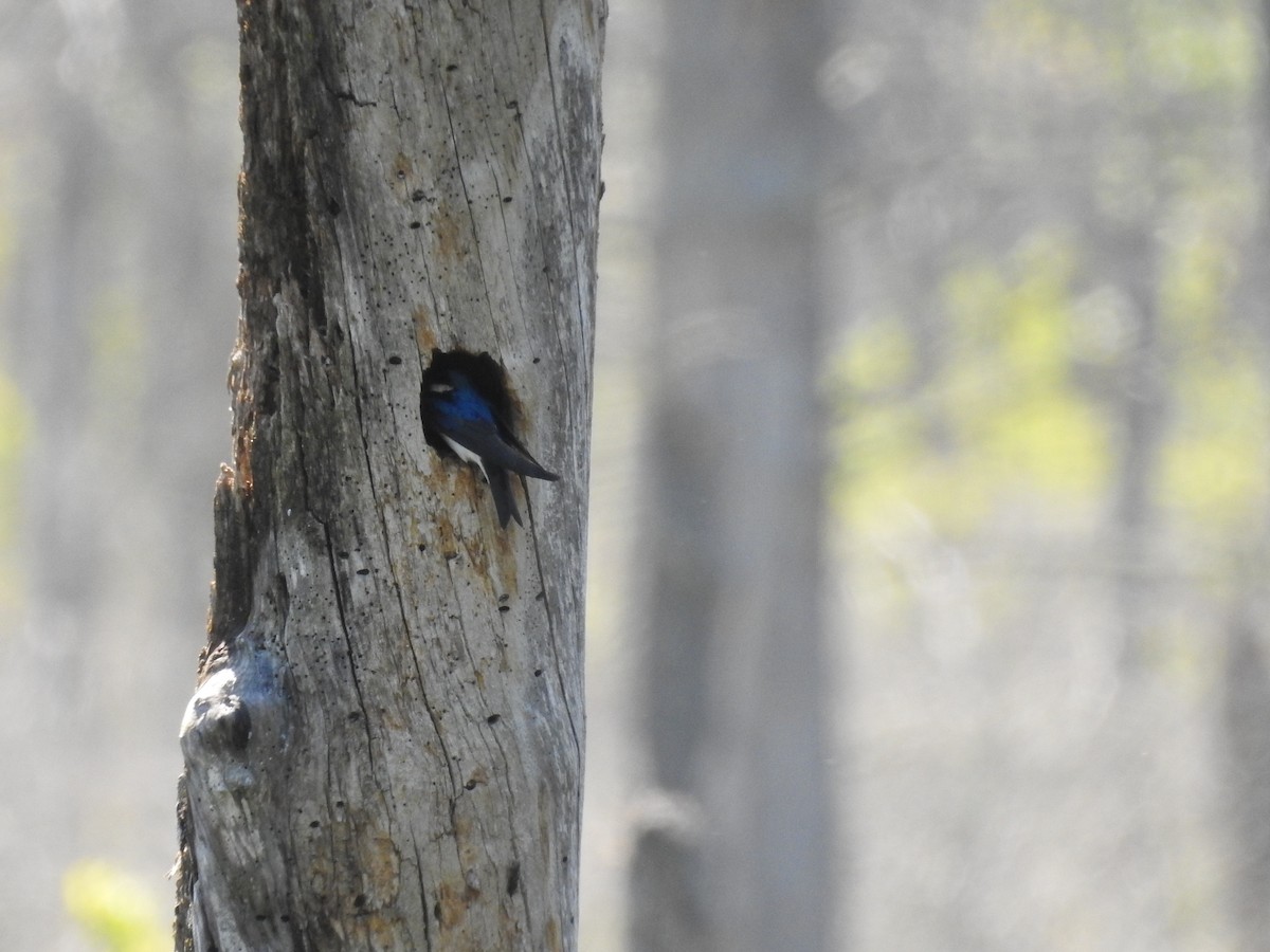 Tree Swallow - Laurie  Keefe