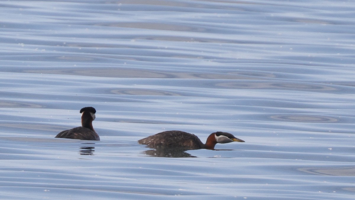 Red-necked Grebe - ML457125011