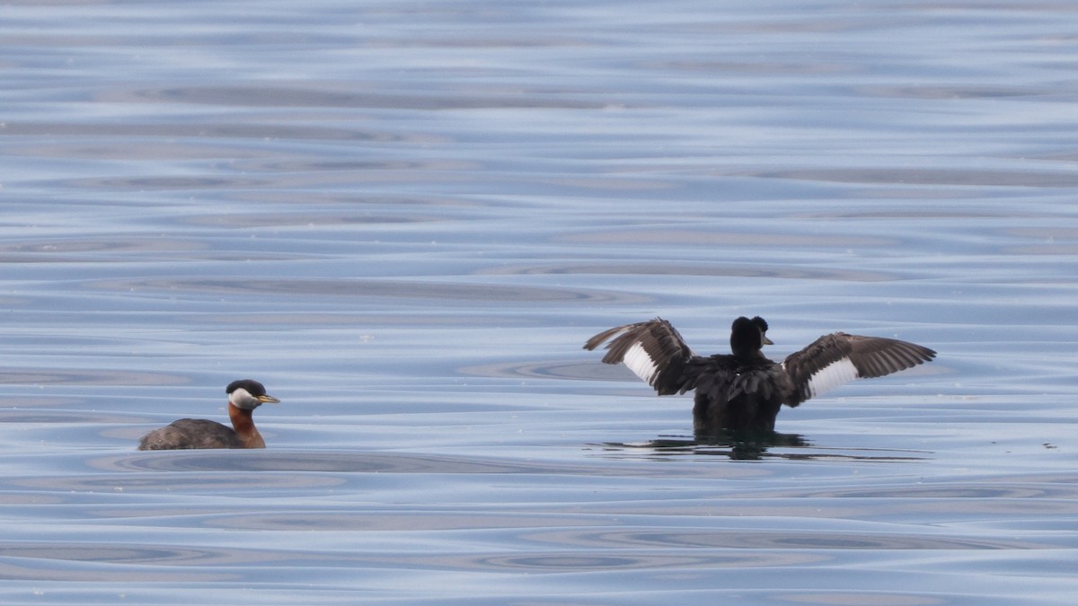 Red-necked Grebe - ML457125701
