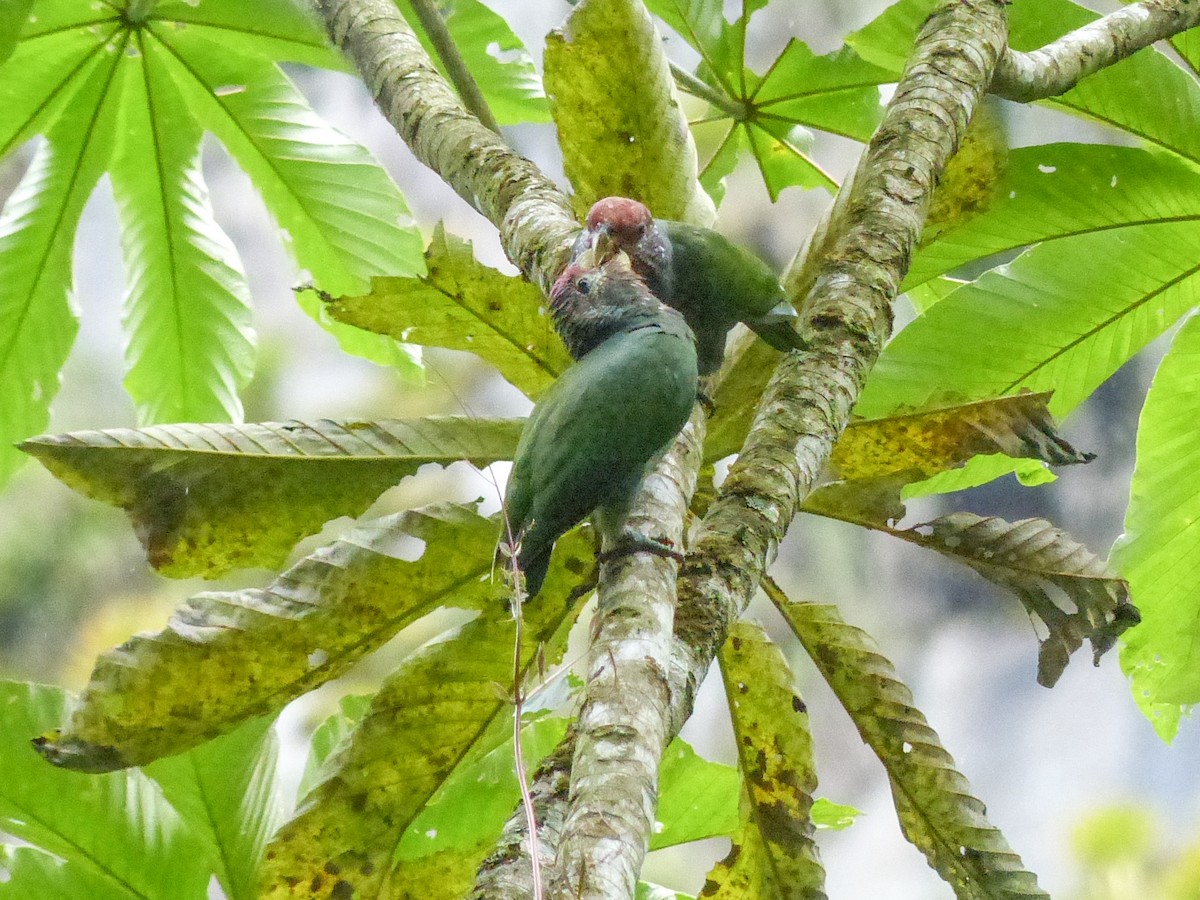Speckle-faced Parrot (Plum-crowned) - ML457126261