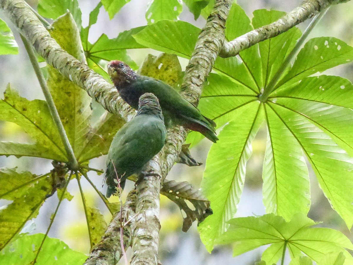 Speckle-faced Parrot (Plum-crowned) - ML457126291