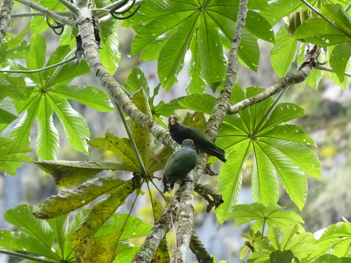 Speckle-faced Parrot (Plum-crowned) - ML457126301