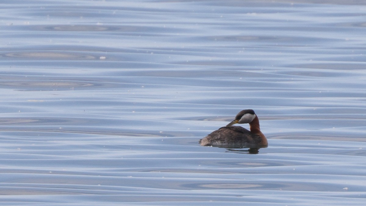 Red-necked Grebe - ML457126551