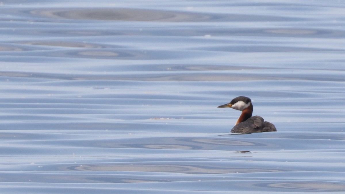 Red-necked Grebe - ML457126661