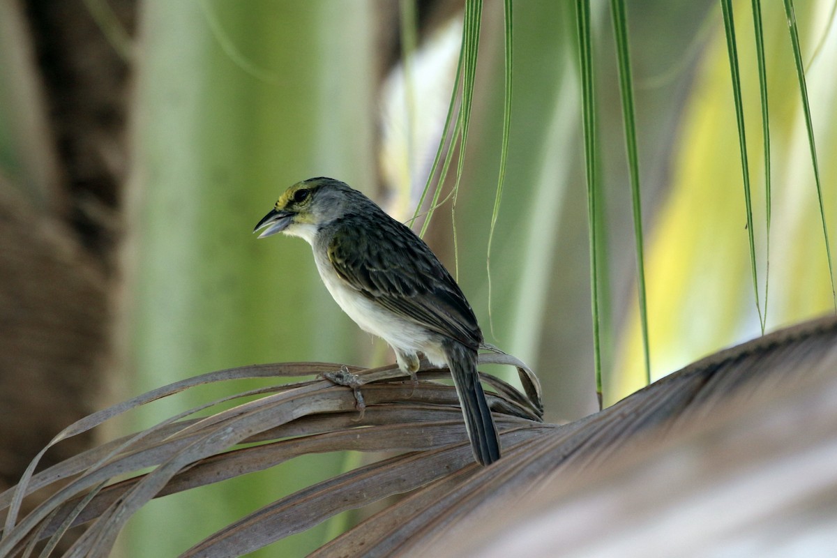 Yellow-browed Sparrow - John Drummond