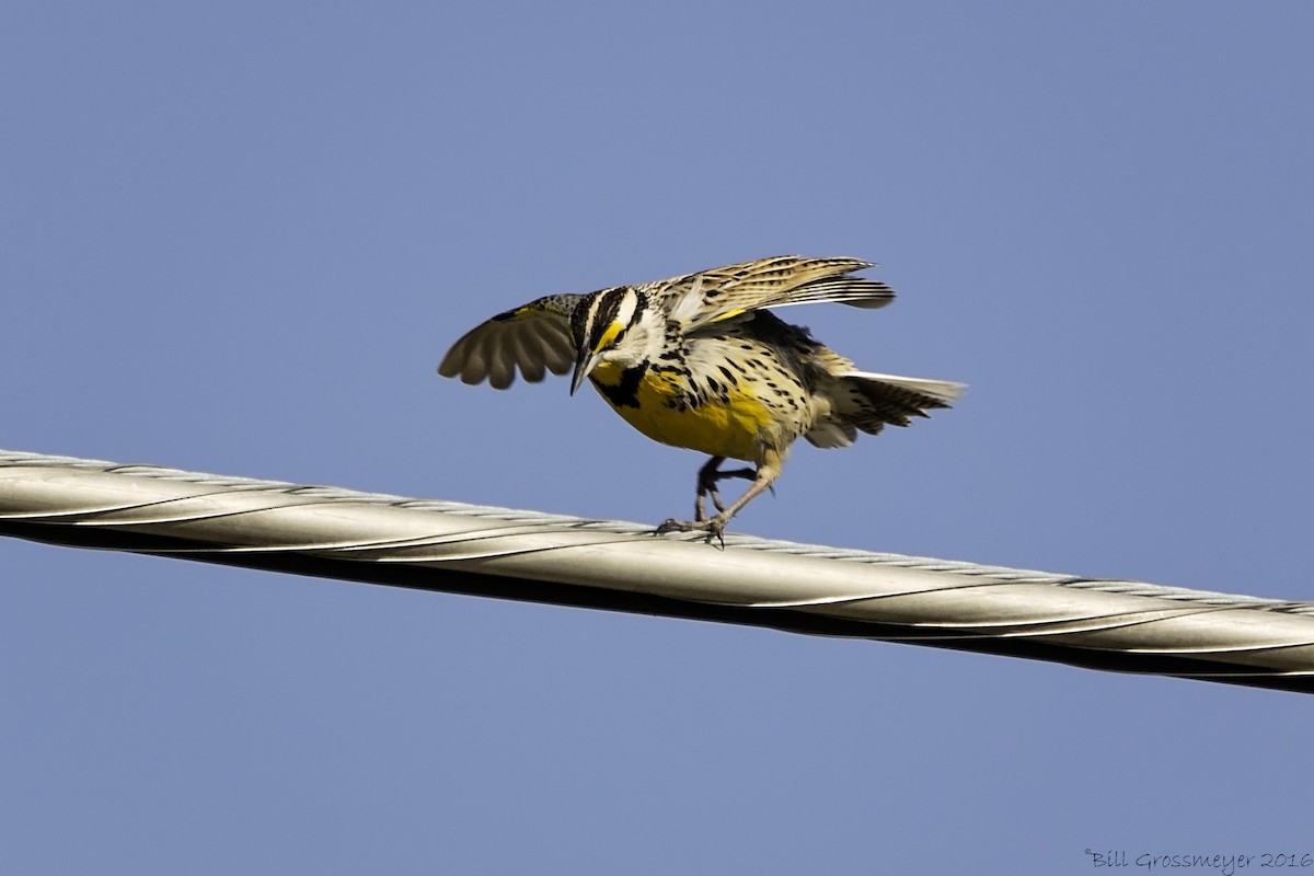 Eastern Meadowlark - Bill Grossmeyer
