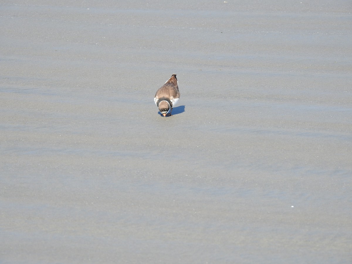 Semipalmated Plover - ML457132931