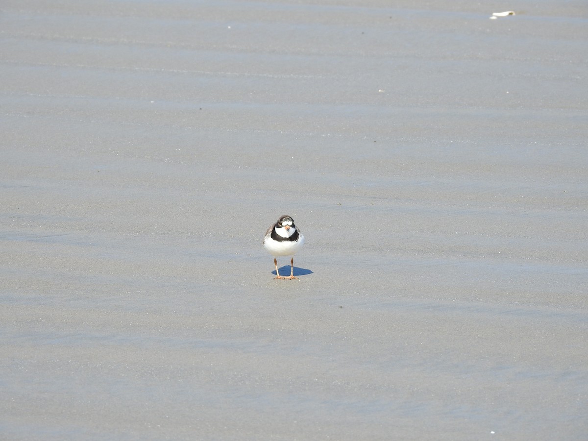 Semipalmated Plover - ML457133001