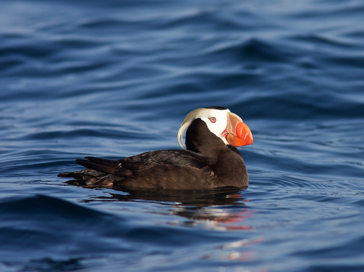 Tufted Puffin - ML45713551