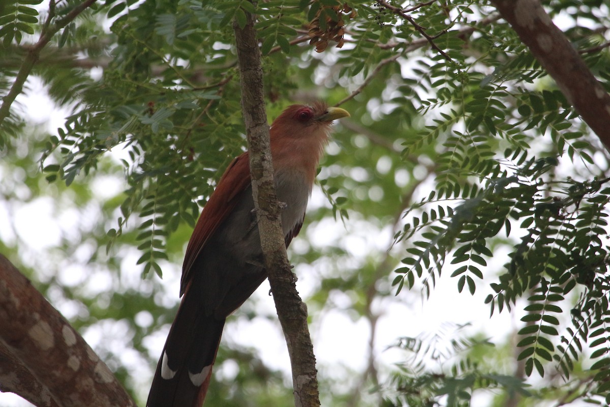 Squirrel Cuckoo (Amazonian) - ML45714021