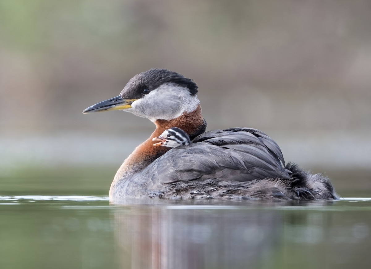 Red-necked Grebe - David Wallace