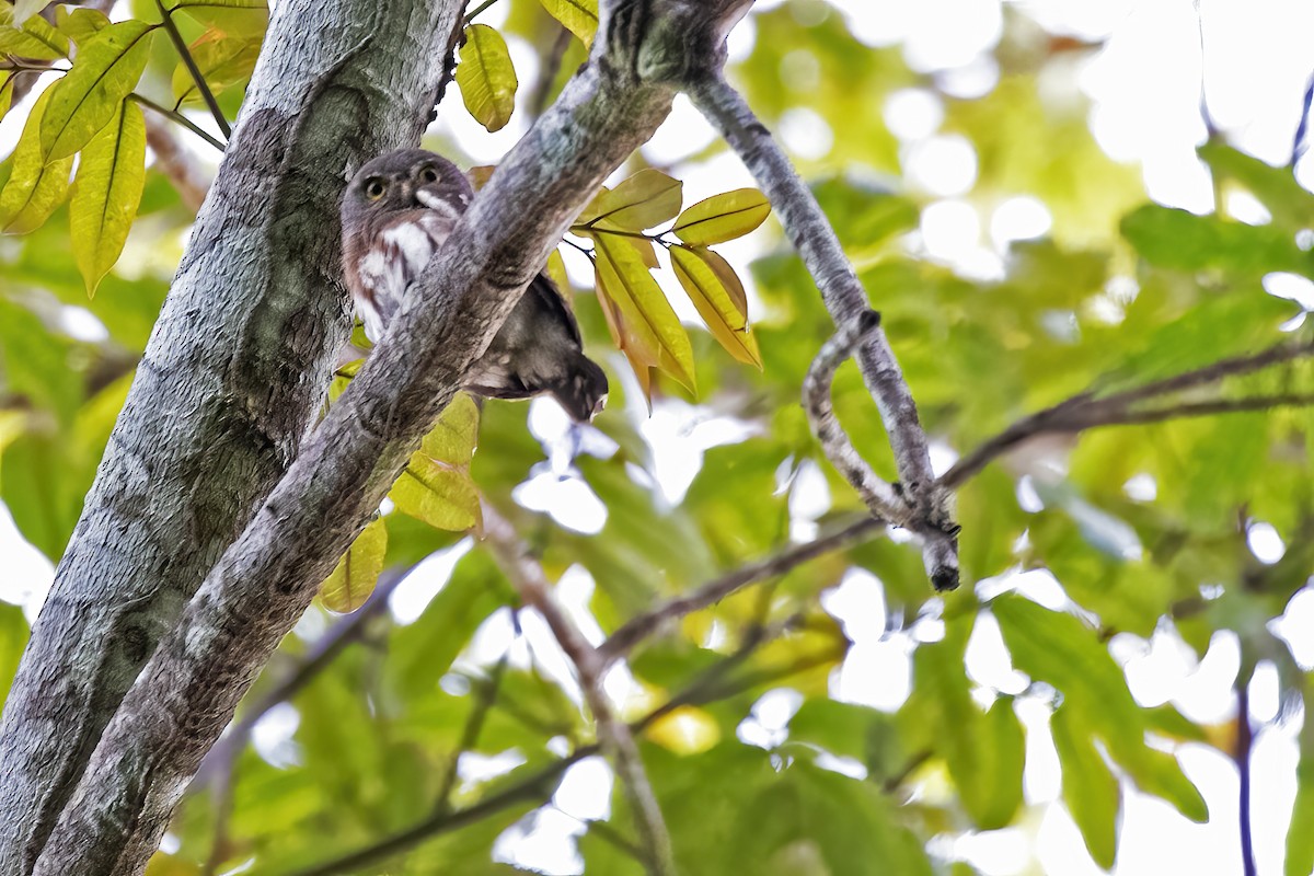 Amazonian Pygmy-Owl - ML457152781
