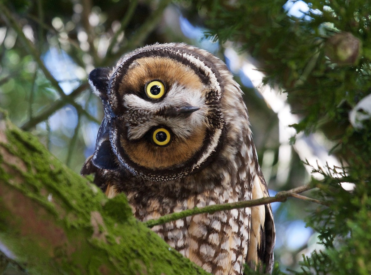 Long-eared Owl - Matt Brady