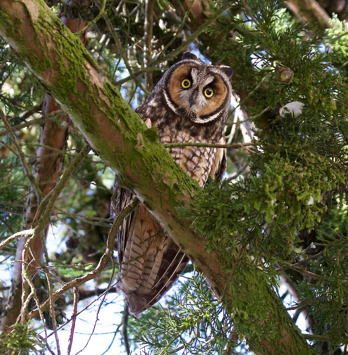 Long-eared Owl - ML45715421