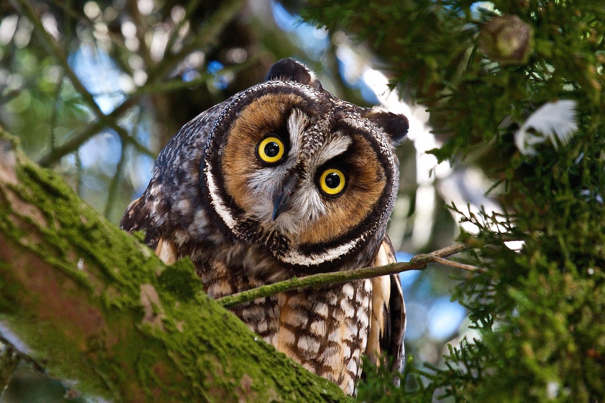 Long-eared Owl - Matt Brady
