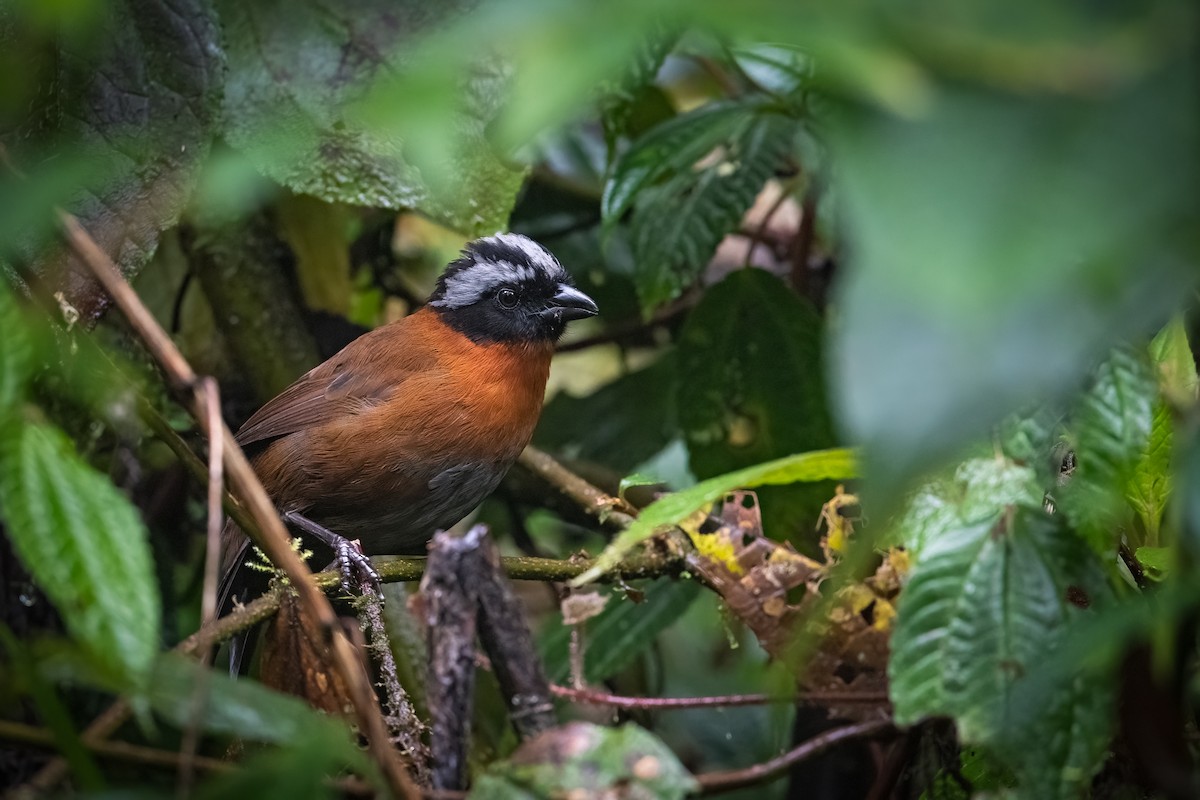 Tanager Finch - ML457159361