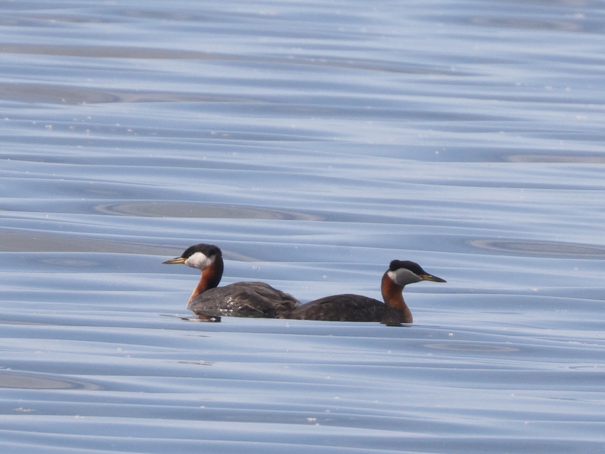 Red-necked Grebe - ML457159551