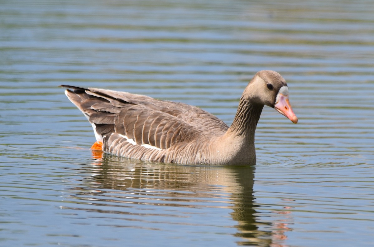 Greater White-fronted Goose - ML457159741