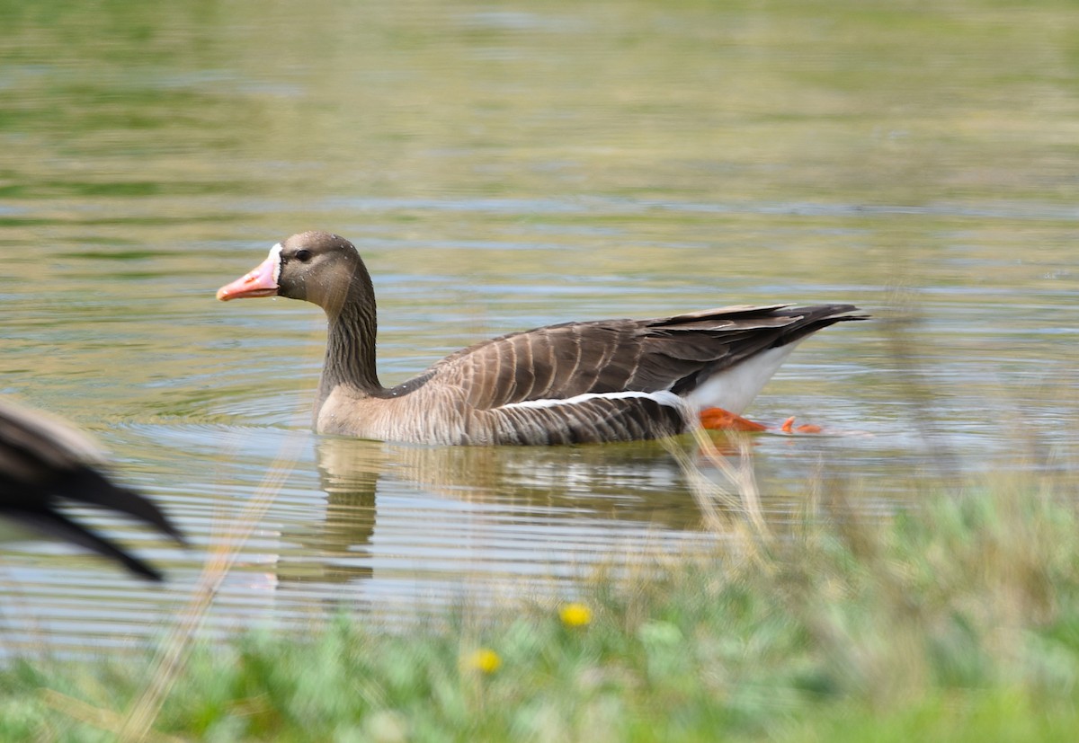 Greater White-fronted Goose - ML457159781
