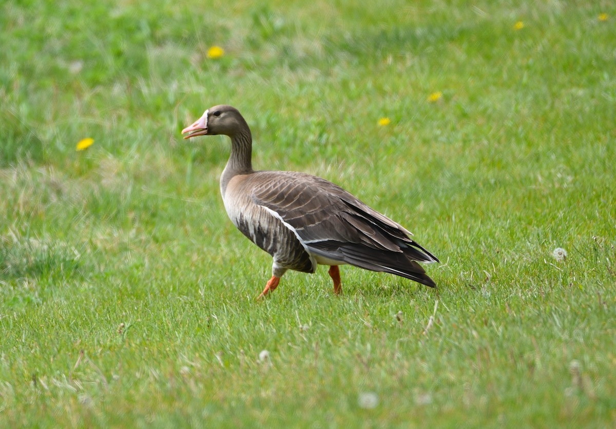Greater White-fronted Goose - ML457159821