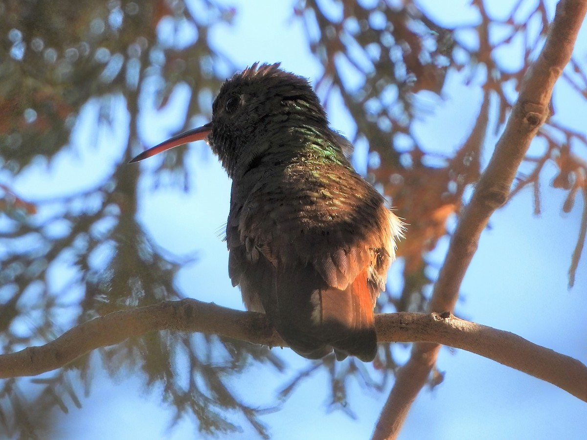 Berylline Hummingbird - Sharla Meester