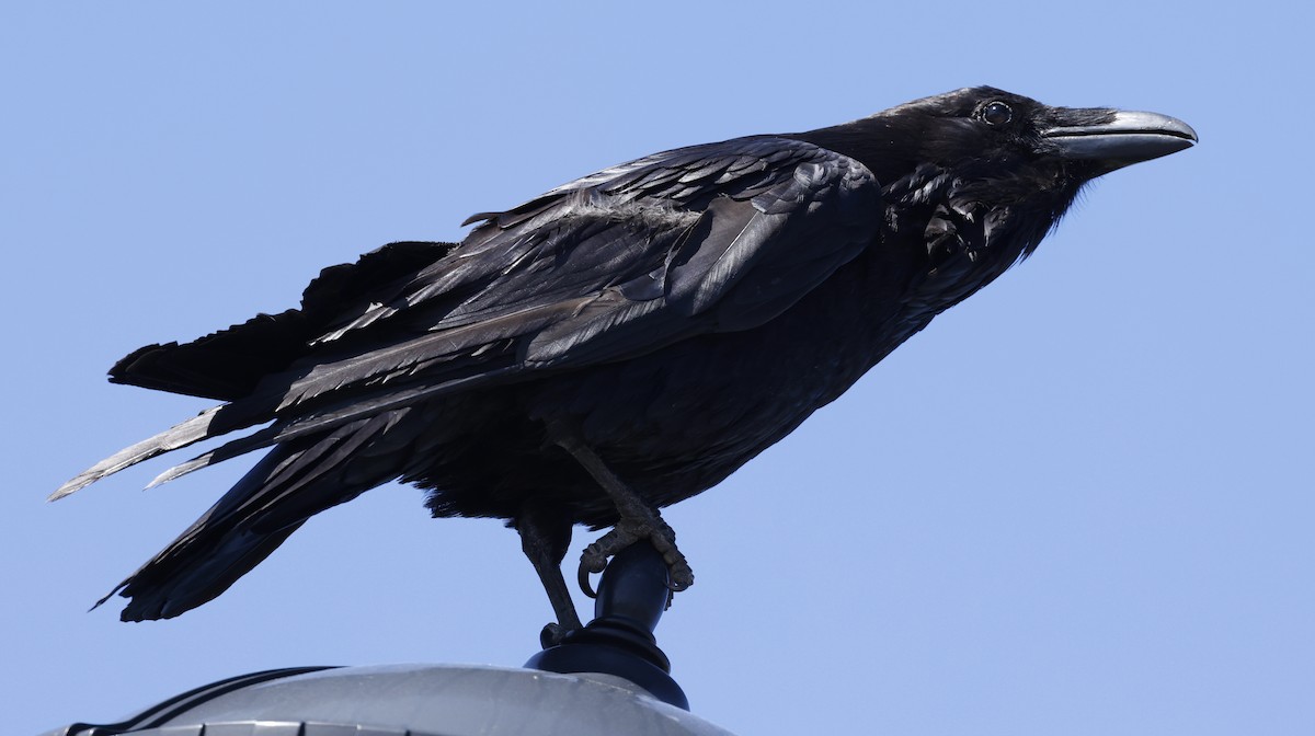 Common Raven - Scott Sneed