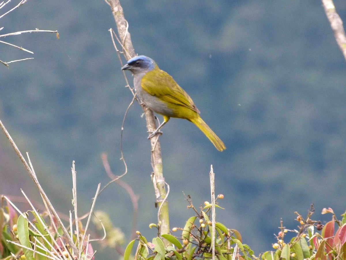 Blue-capped Tanager - ML45718721