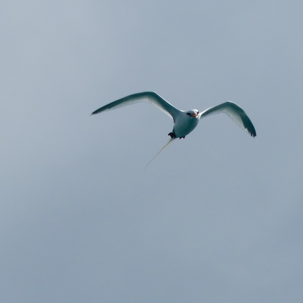 White-tailed Tropicbird - ML457189671