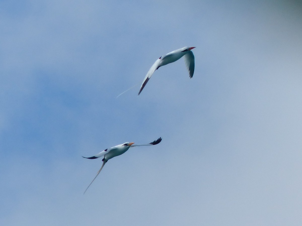 White-tailed Tropicbird - Michele Kelly
