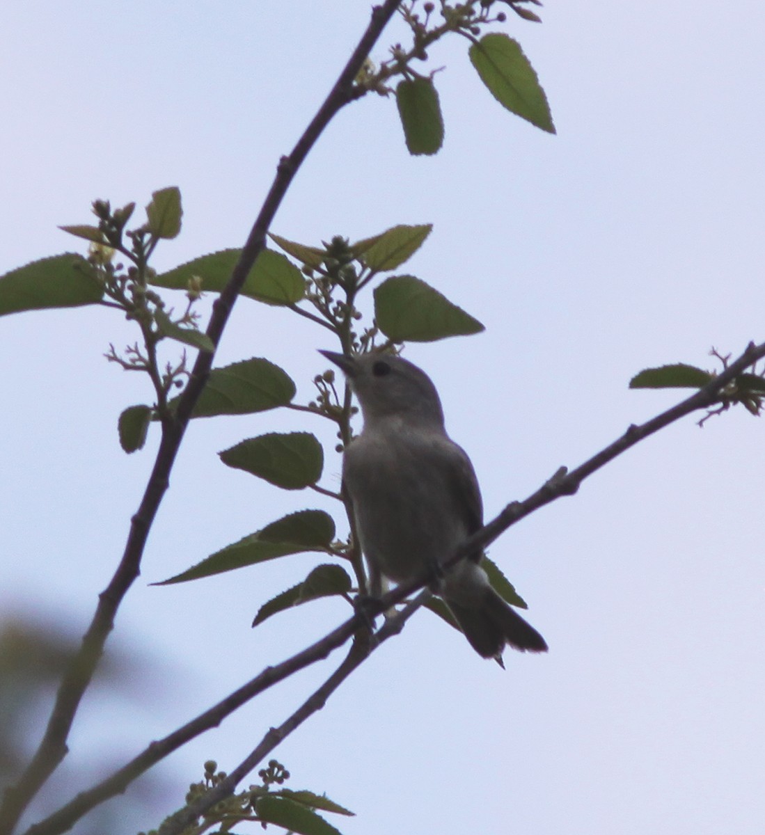 Lucy's Warbler - ML457195981