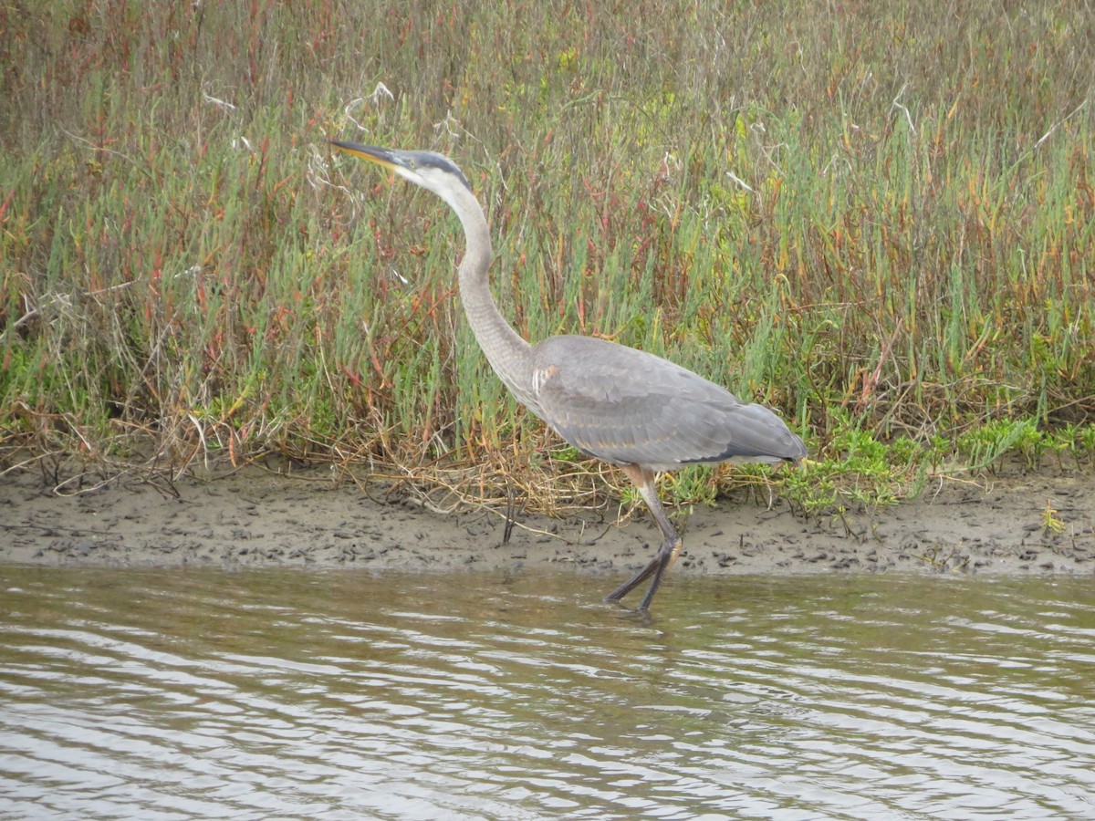 Great Blue Heron (Great Blue) - Terry Hill