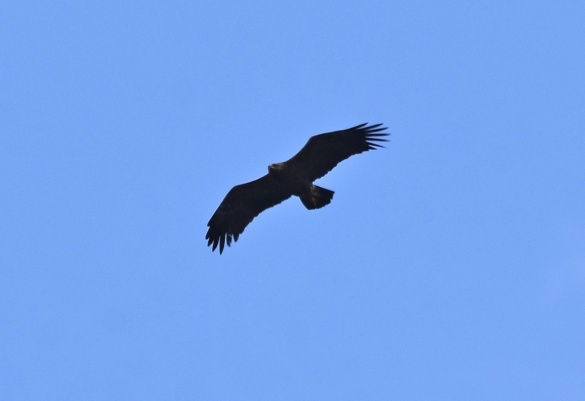 Lesser Spotted Eagle - ML457201021