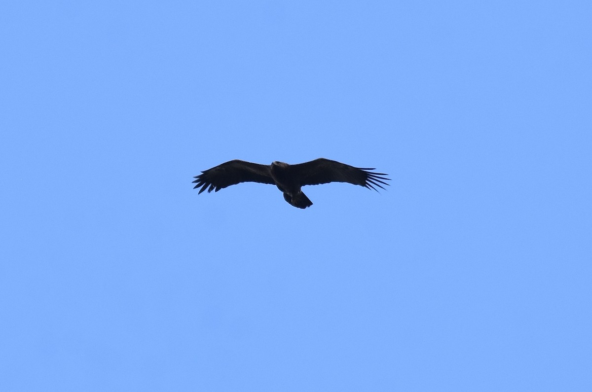 Lesser Spotted Eagle - ML457201111