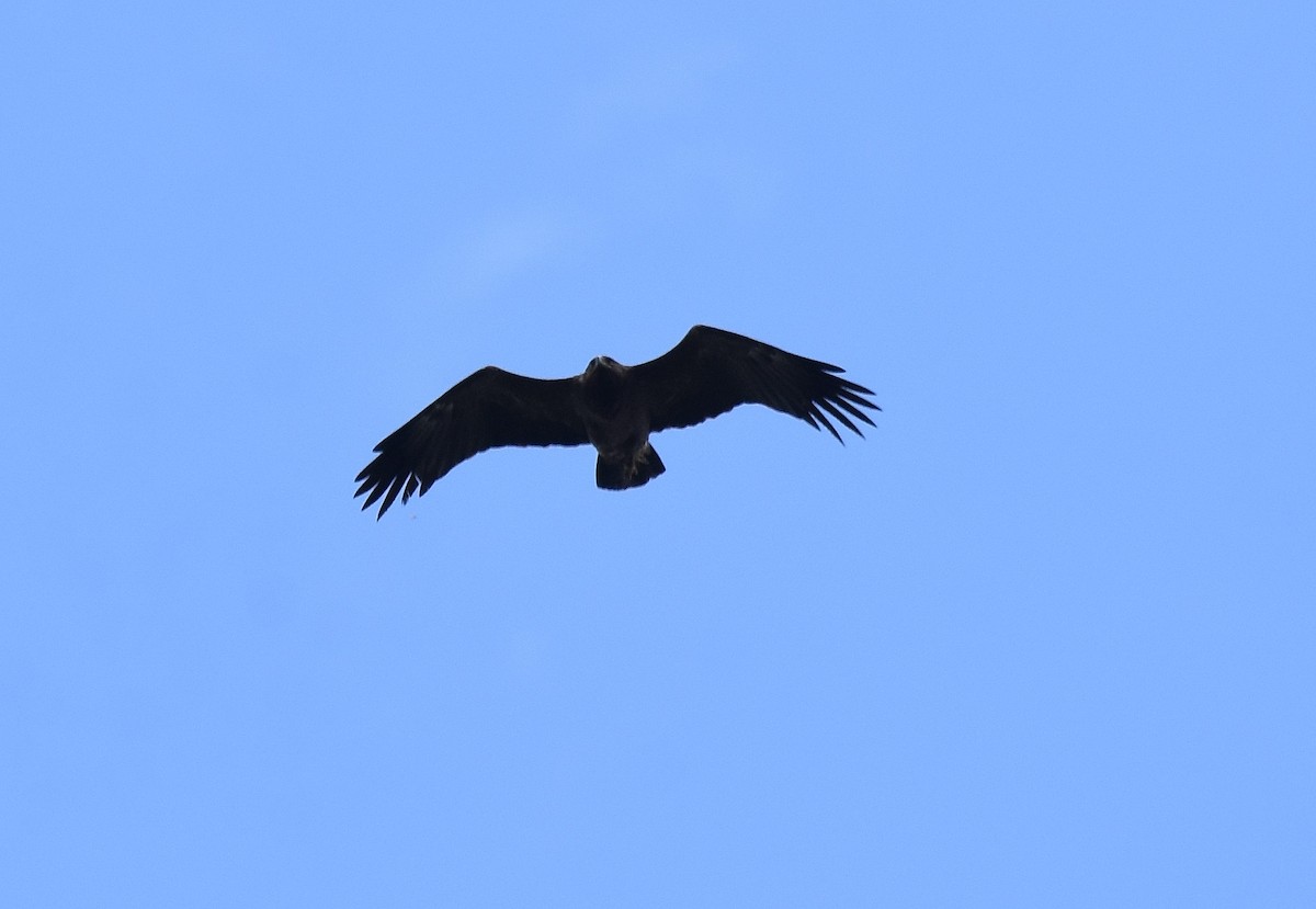 Lesser Spotted Eagle - ML457201271