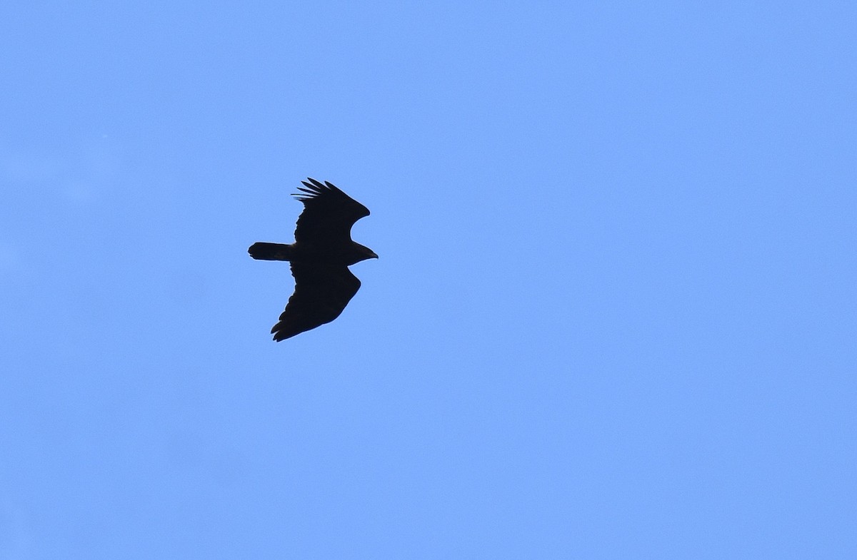 Lesser Spotted Eagle - ML457201281