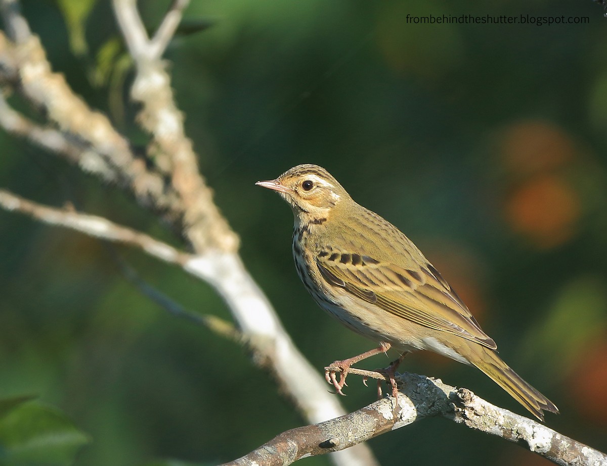 Olive-backed Pipit - ML45720281