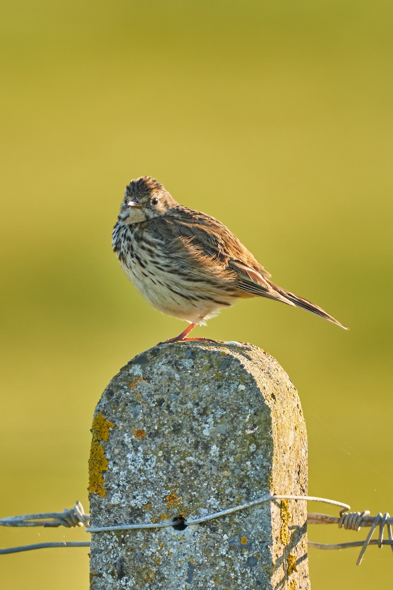 Meadow Pipit - ML457205641