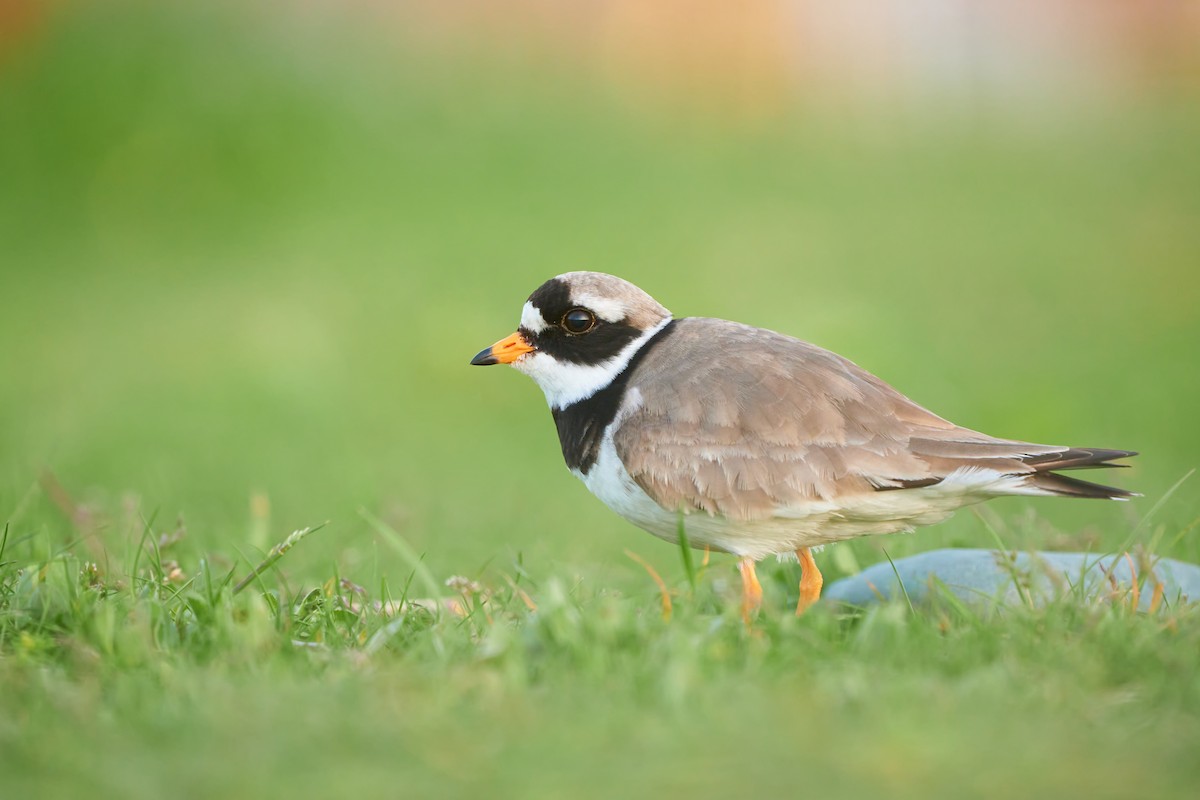 Common Ringed Plover - ML457206771
