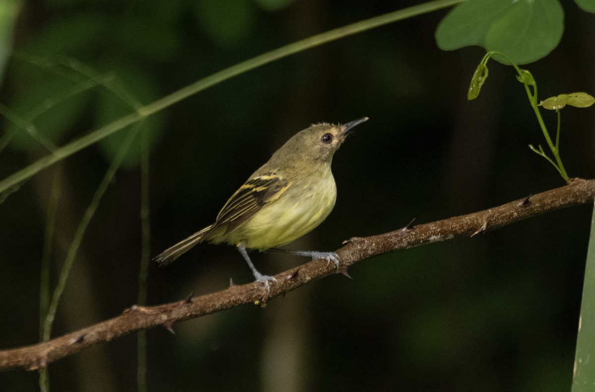 Smoky-fronted Tody-Flycatcher - ML457209461