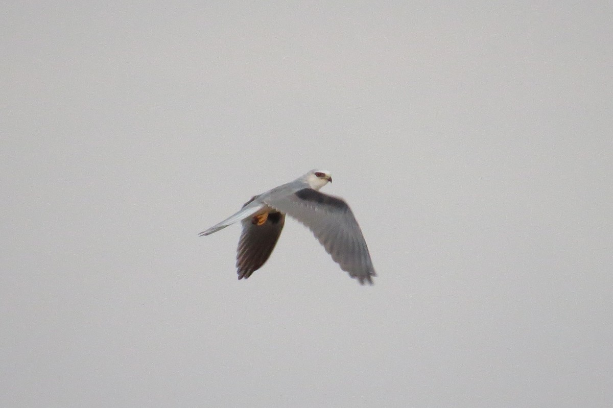 White-tailed Kite - ML45721621