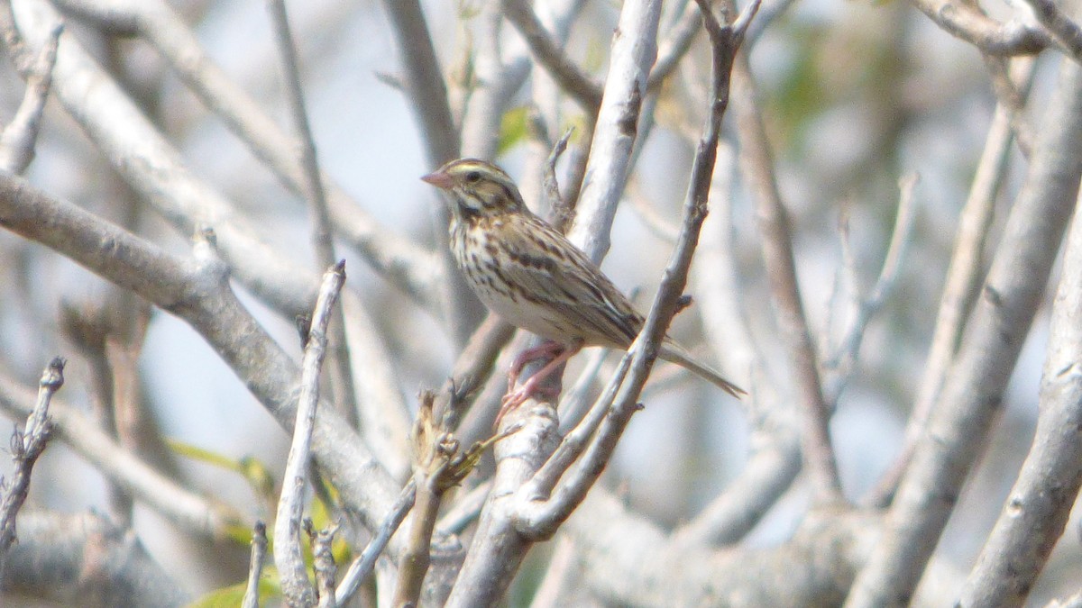 Savannah Sparrow - ML457216441