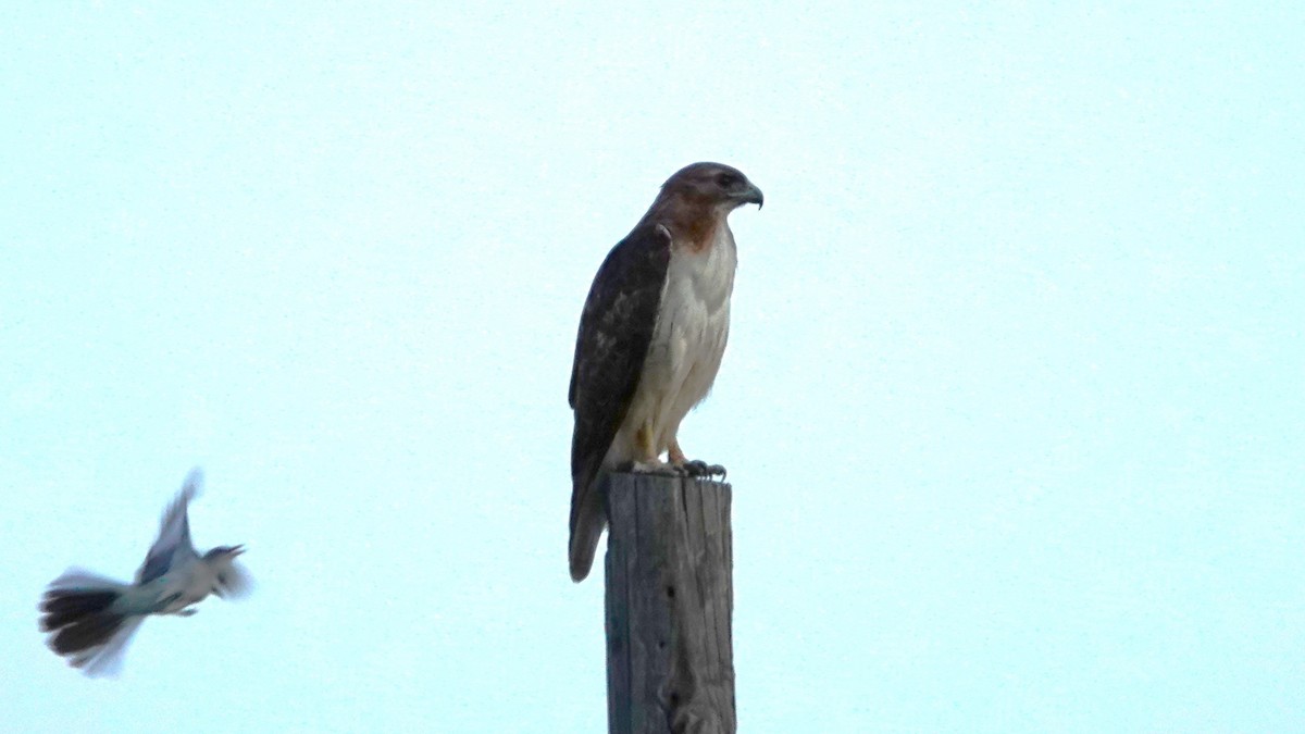 Red-tailed Hawk (fuertesi) - ML457218401