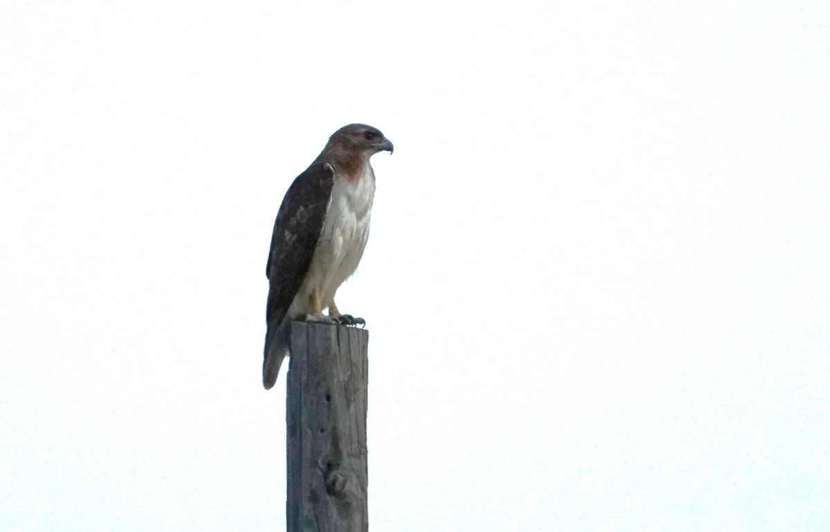 Red-tailed Hawk (fuertesi) - ML457218541