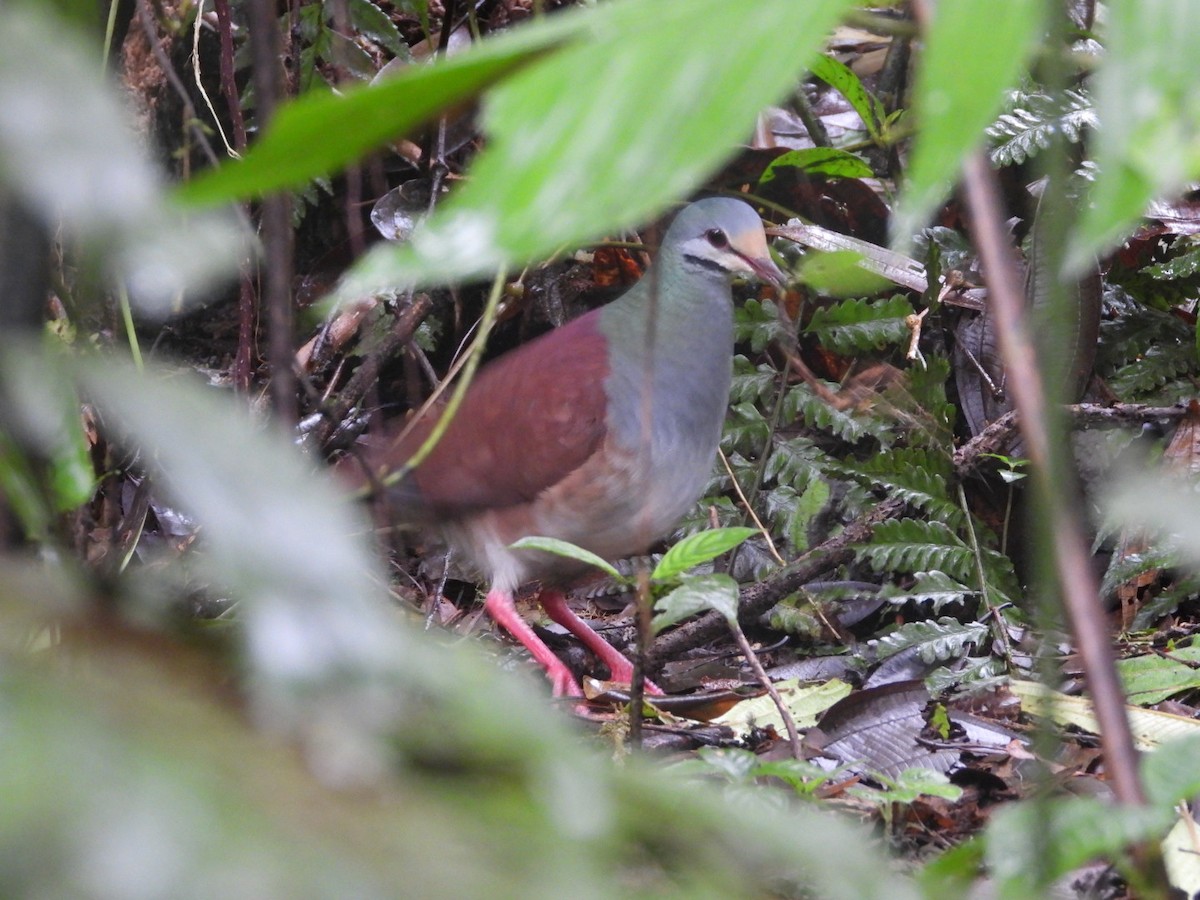Buff-fronted Quail-Dove - ML457229181