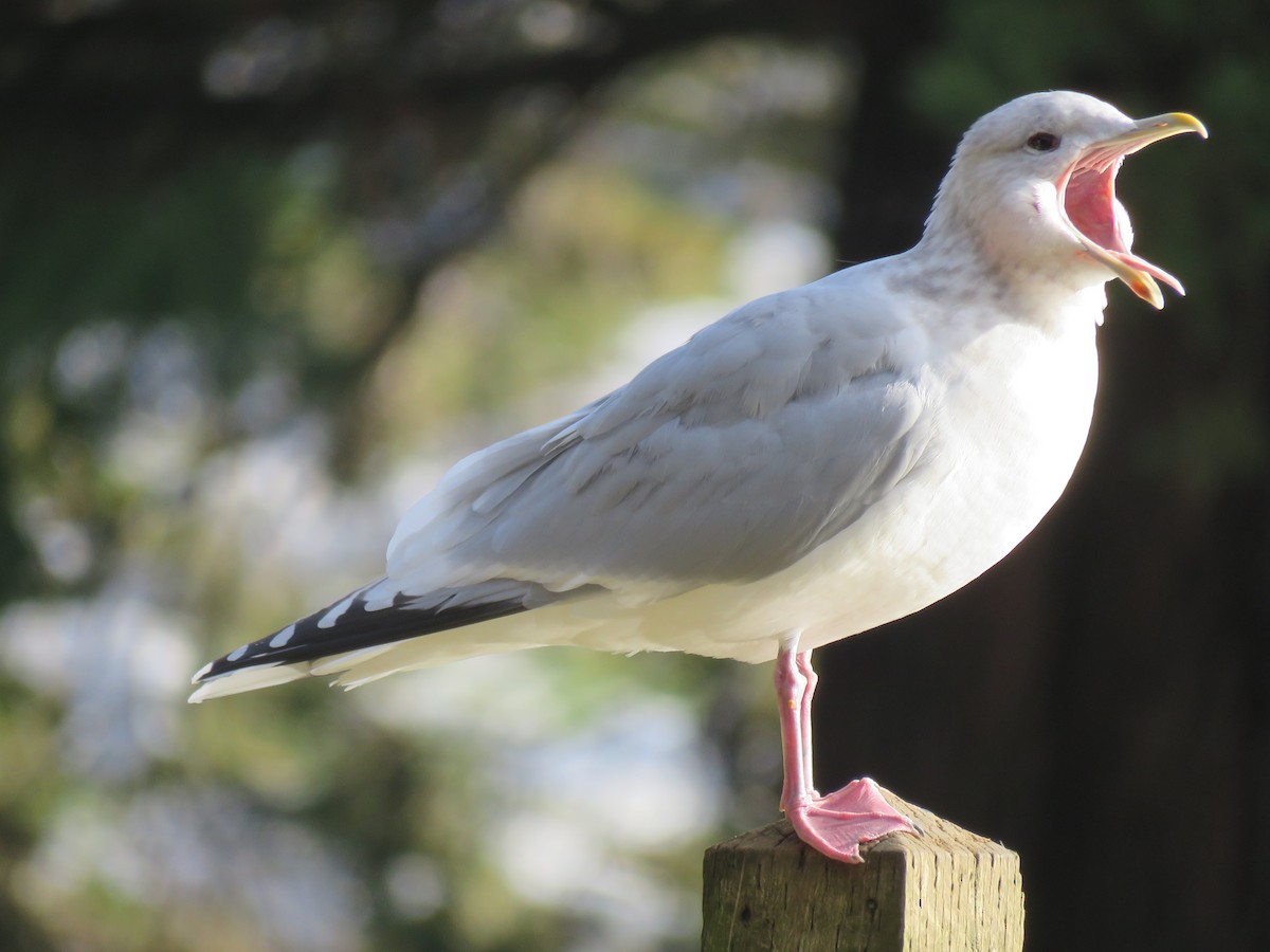 Iceland Gull (Thayer's) - ML45722951