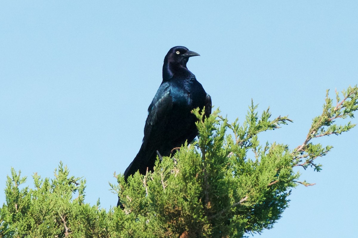 Boat-tailed Grackle - ML457231061
