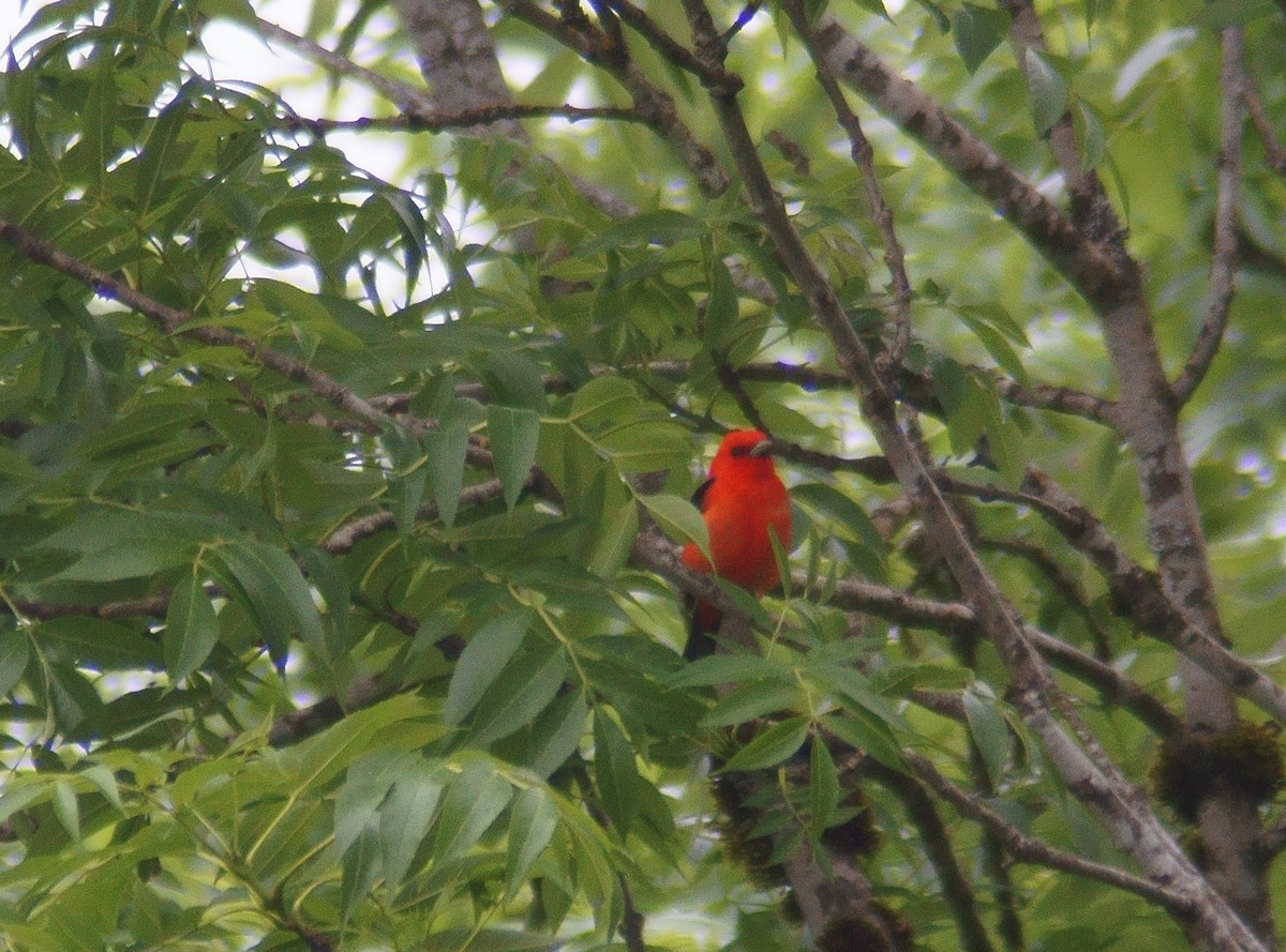 Scarlet Tanager - ML457234601