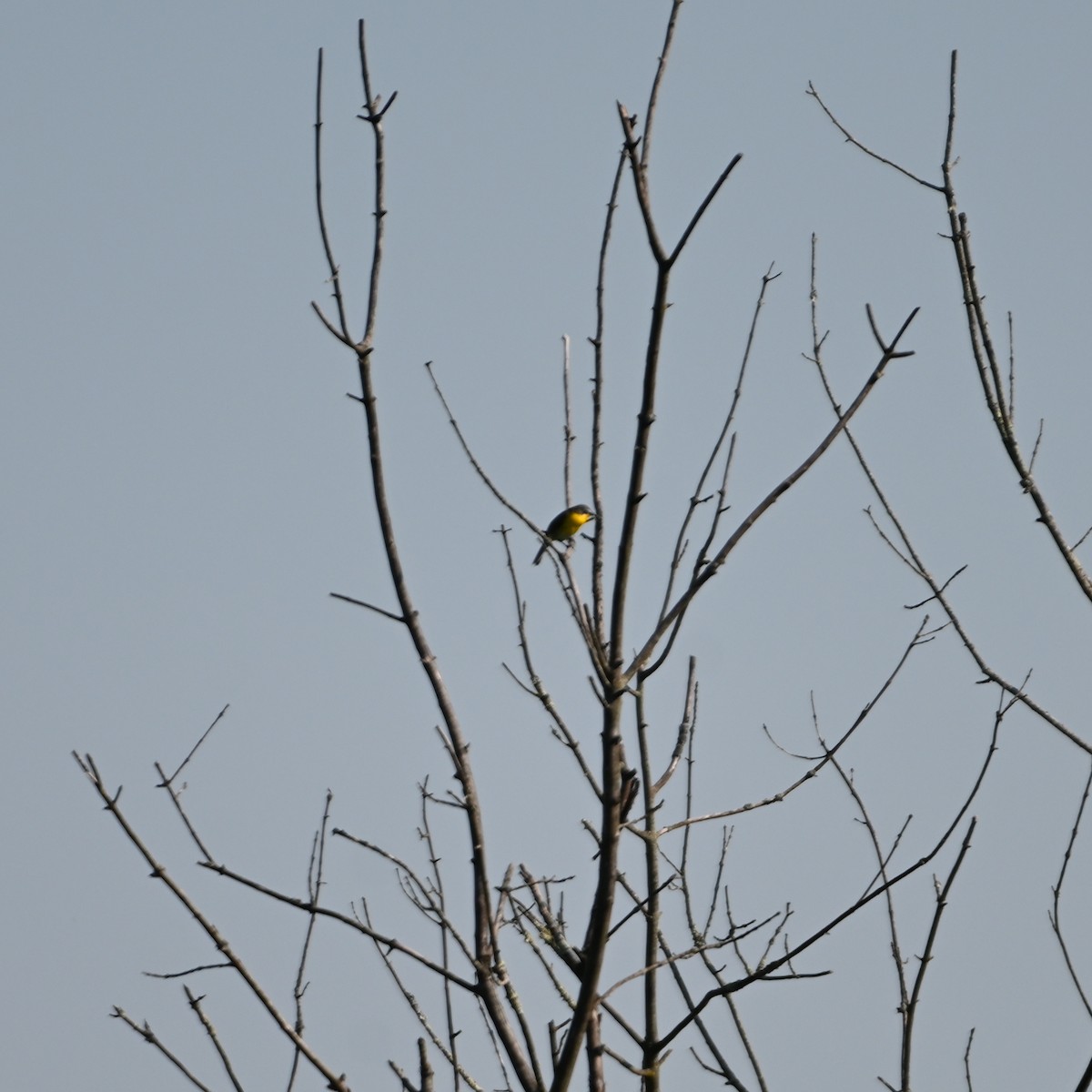 Yellow-breasted Chat - ML457235041