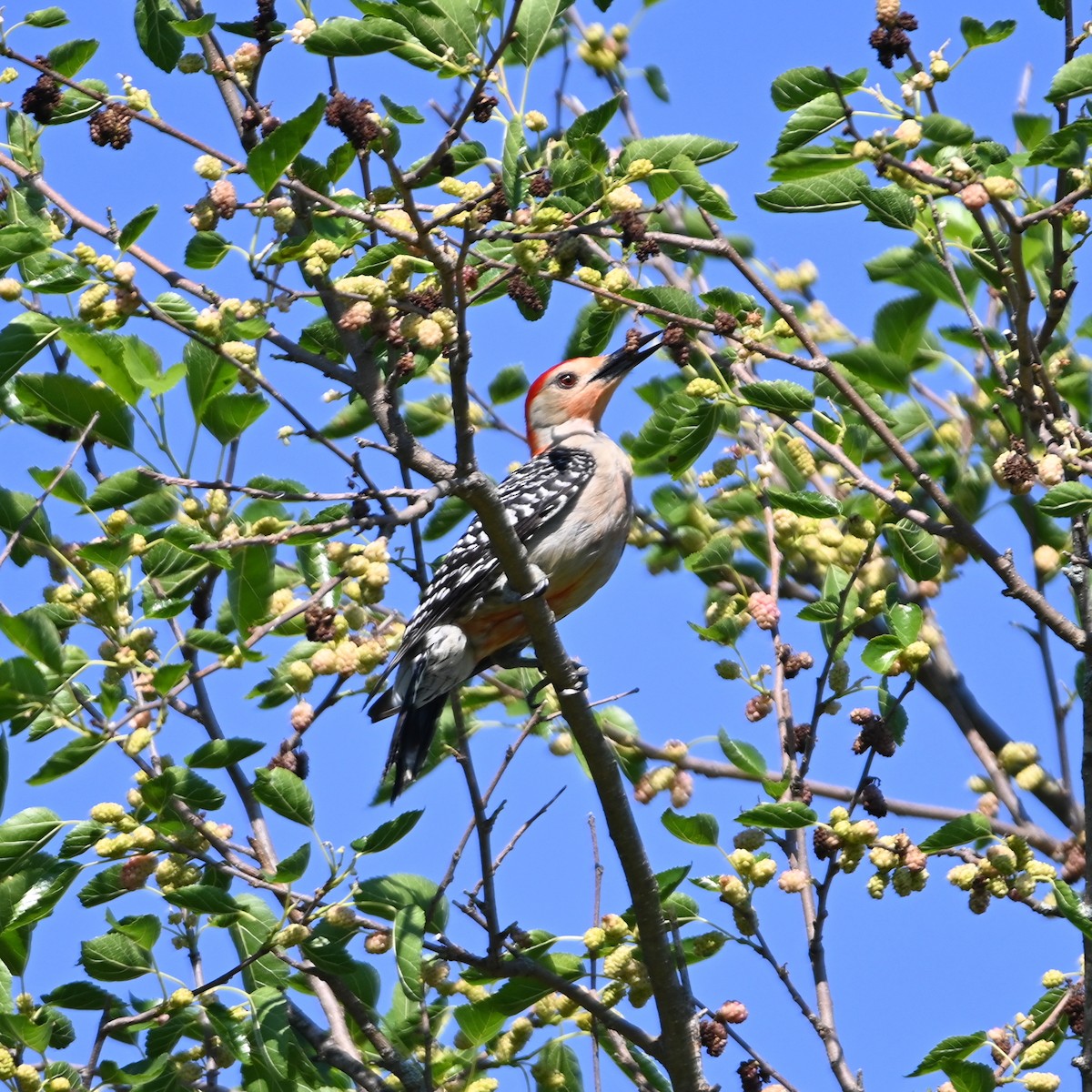Red-bellied Woodpecker - ML457235951